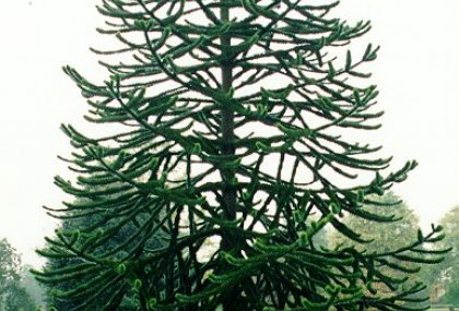 ARAUCARIA ARAUCANA (ŞİLİ AROKARYASI - MAYMUN ÇIKMAZ AĞACI)